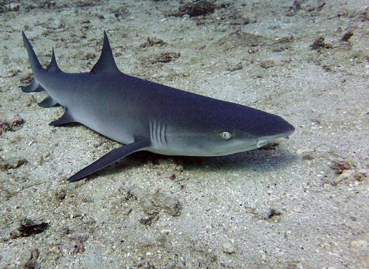 Anema Wellness & Resort Gili Lombok - Diving Center Padi Tanjung  Εξωτερικό φωτογραφία